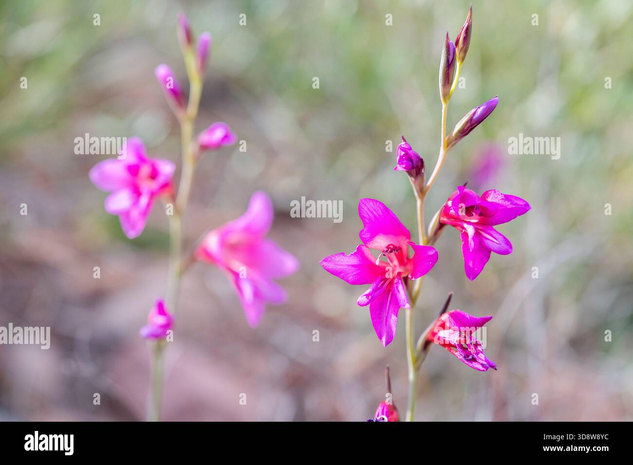 Gladiolo illirico (Gladiolus illyricus / Gladiolus communis / Gladiolus dubius) in fiore Foto Stock
