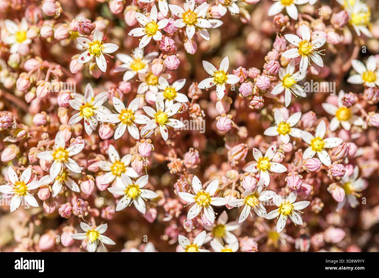 Stonecrop (Sedum dasyphyllum) - pianta succulenta Foto Stock