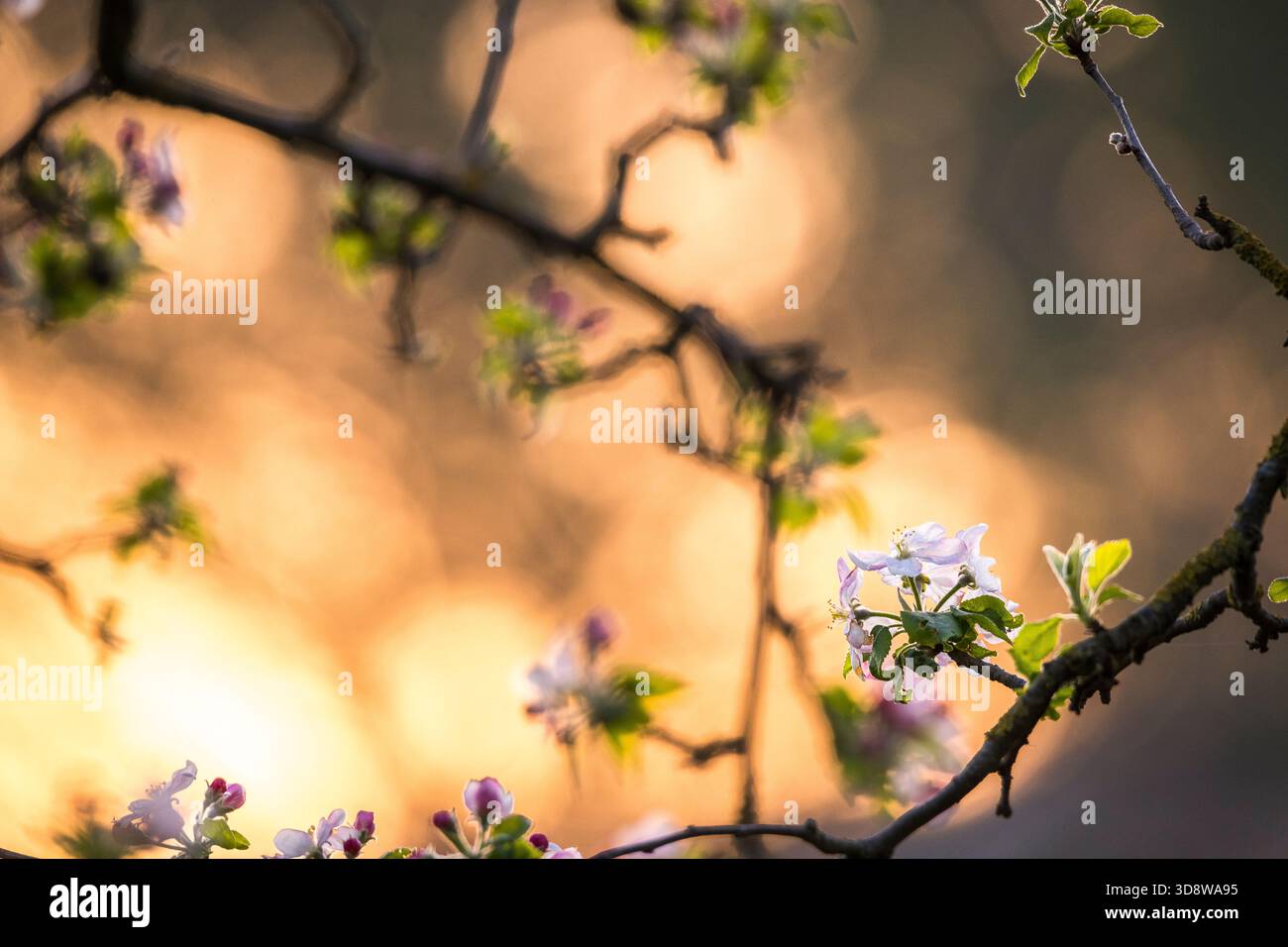 Apple Tree (Malus domestica) in Bloom Foto Stock