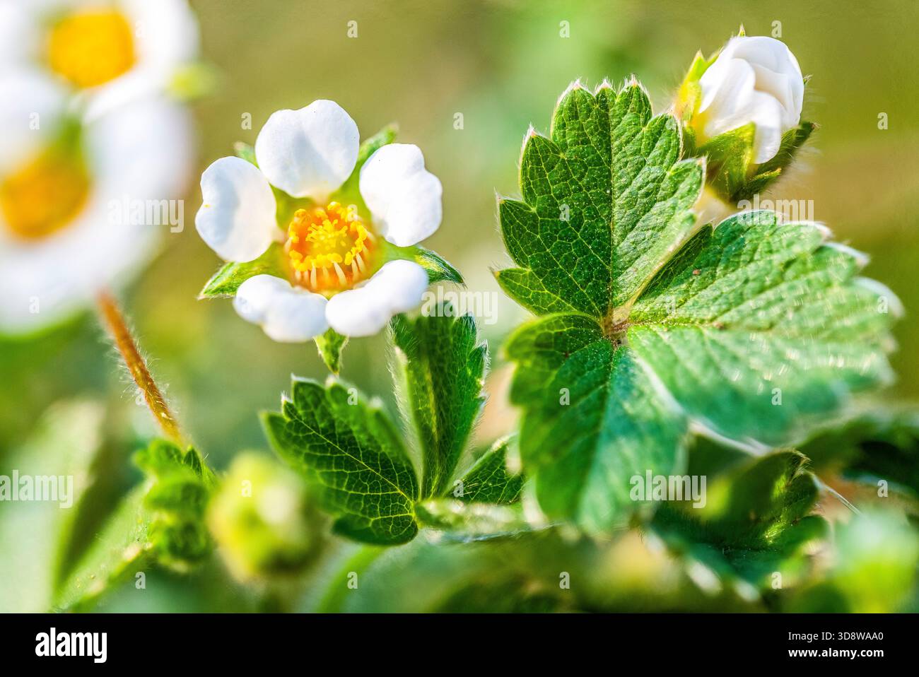 Fragola sterile (Potentilla sterilis) — impianto di fioritura Foto Stock