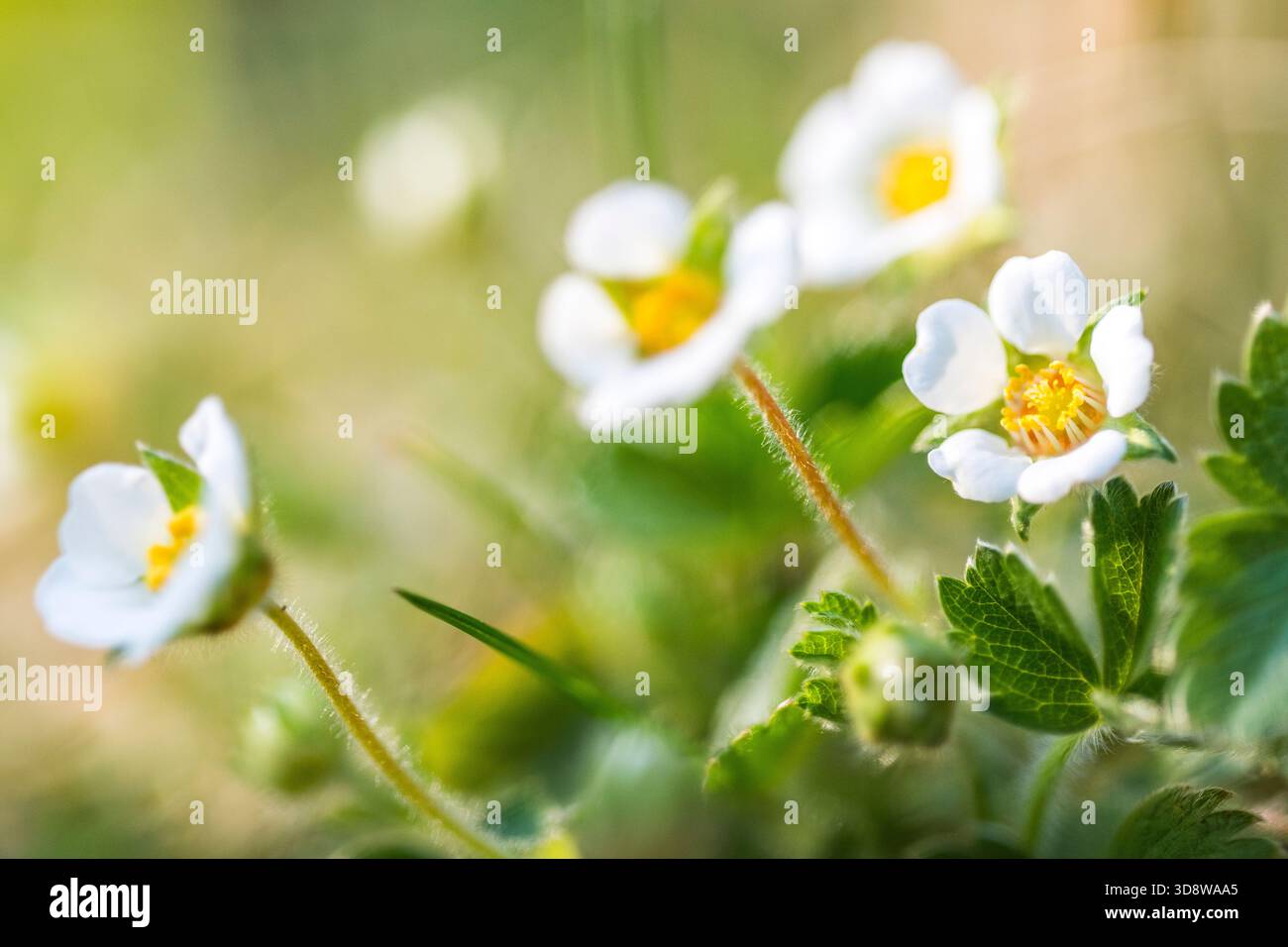 Fragola sterile (Potentilla sterilis) — impianto di fioritura Foto Stock