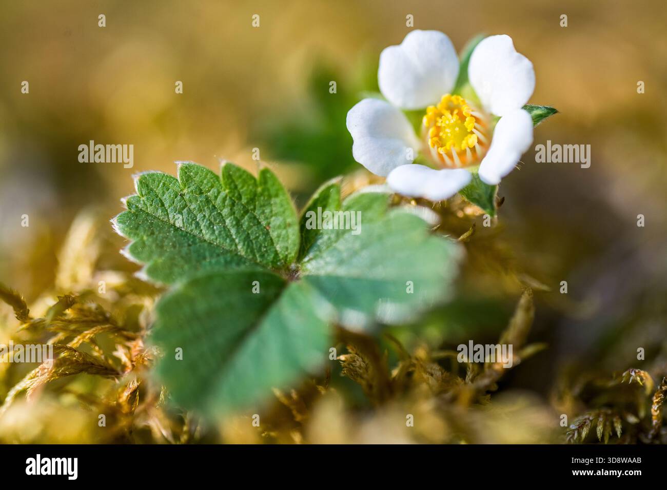 Fragola sterile (Potentilla sterilis) — impianto di fioritura Foto Stock