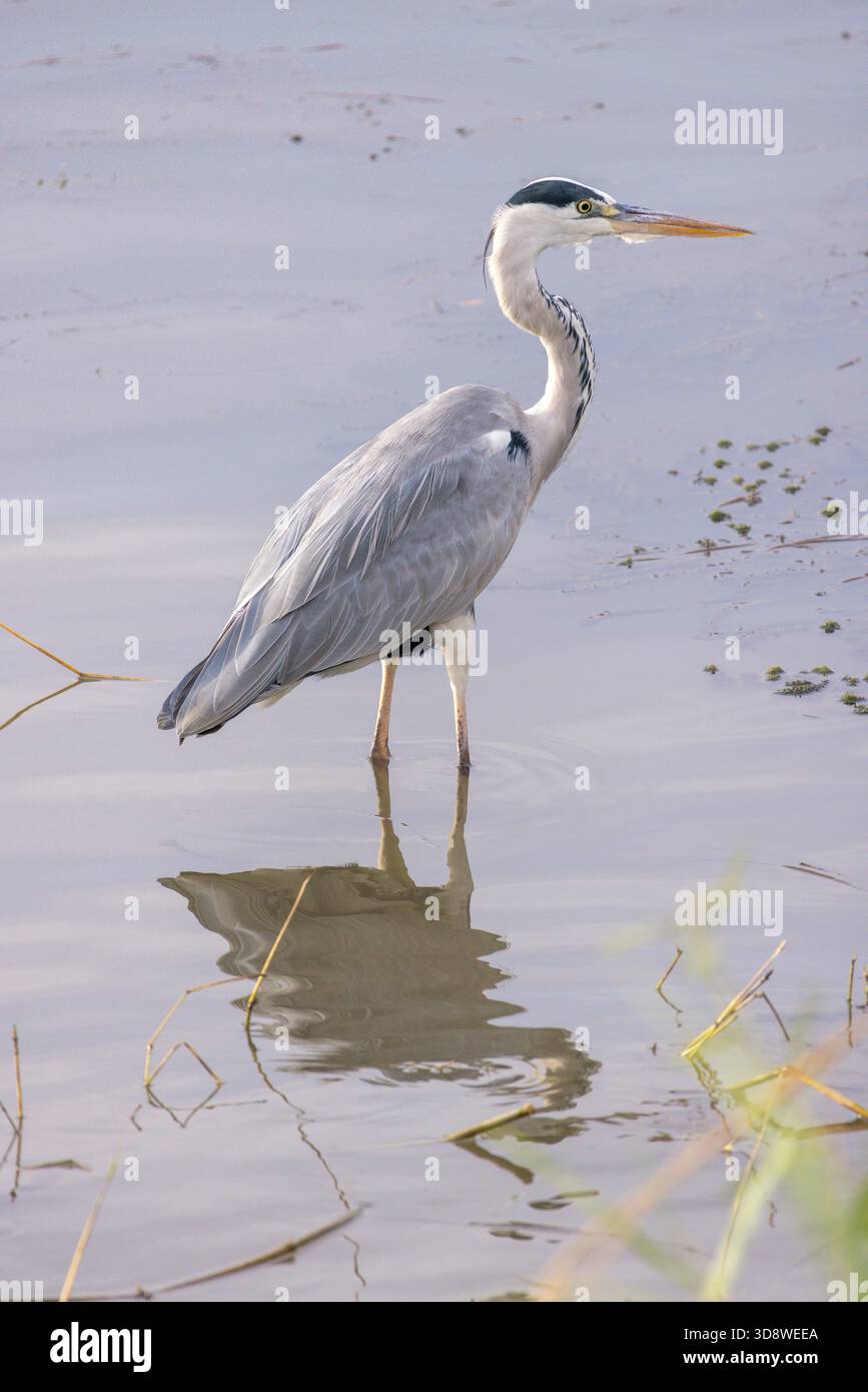 Guado di airone grigio (Ardea cinerea), fiume Nilo, Luxor, Egitto Foto Stock