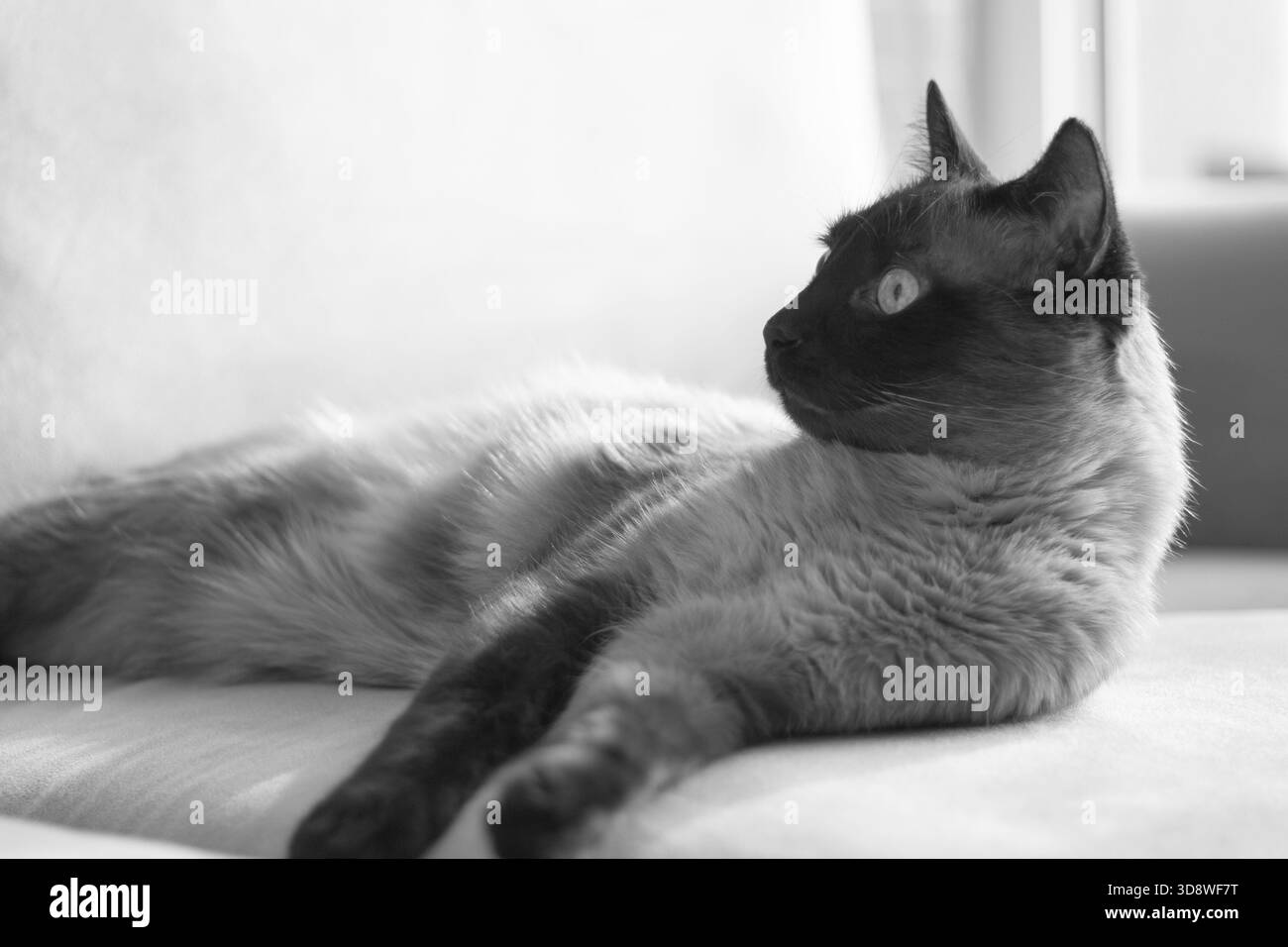 Ritratto orizzontale in bianco e nero con spazio copia di un gatto siamese di razza mista disteso su un divano. Ideale per articoli correlati agli animali domestici e comportamento felino. Foto Stock