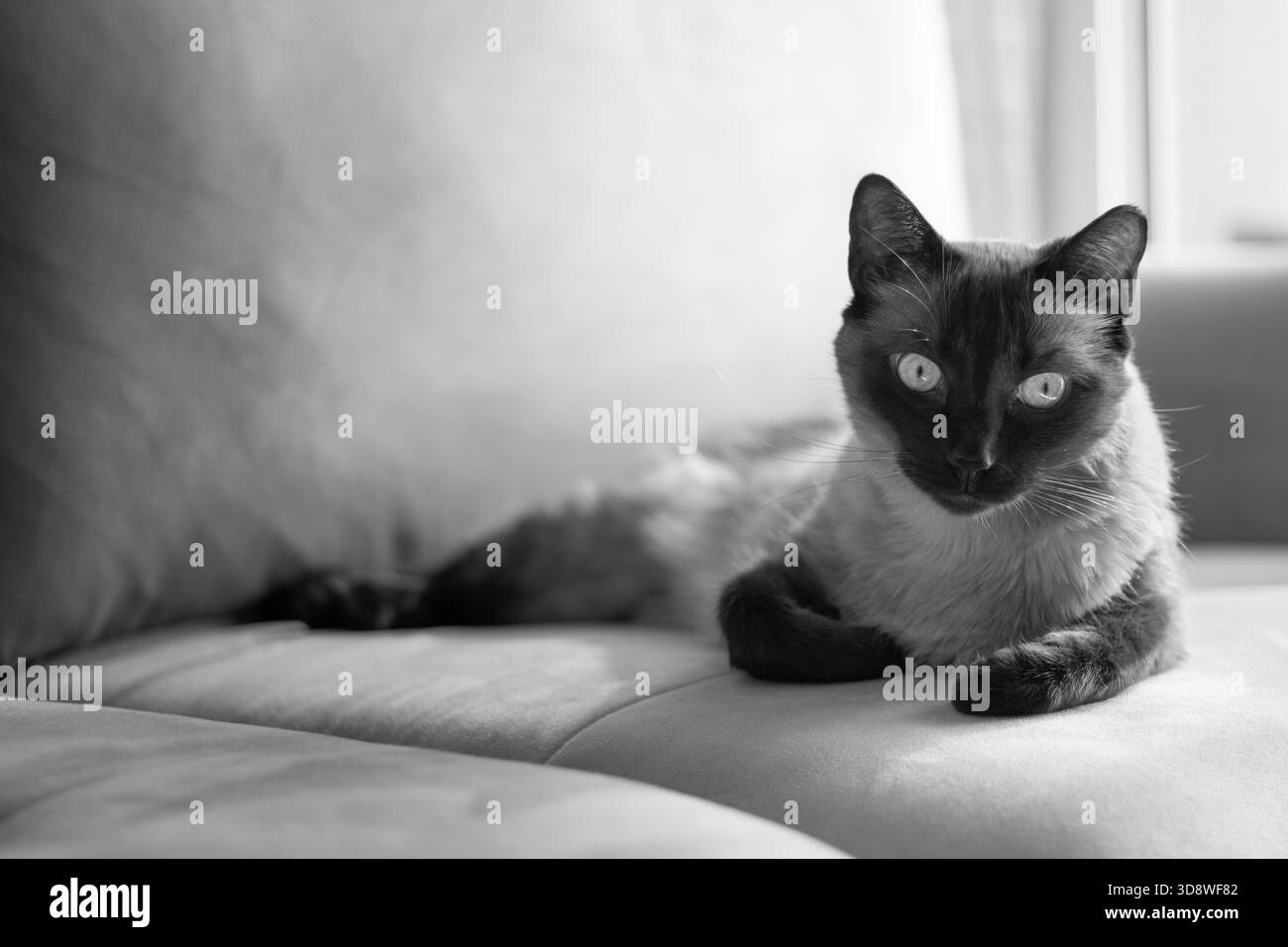Ritratto orizzontale in bianco e nero con spazio copia di un gatto siamese domestico disteso su un divano. Perfetto per articoli relativi agli animali domestici e comportamento felino. Foto Stock