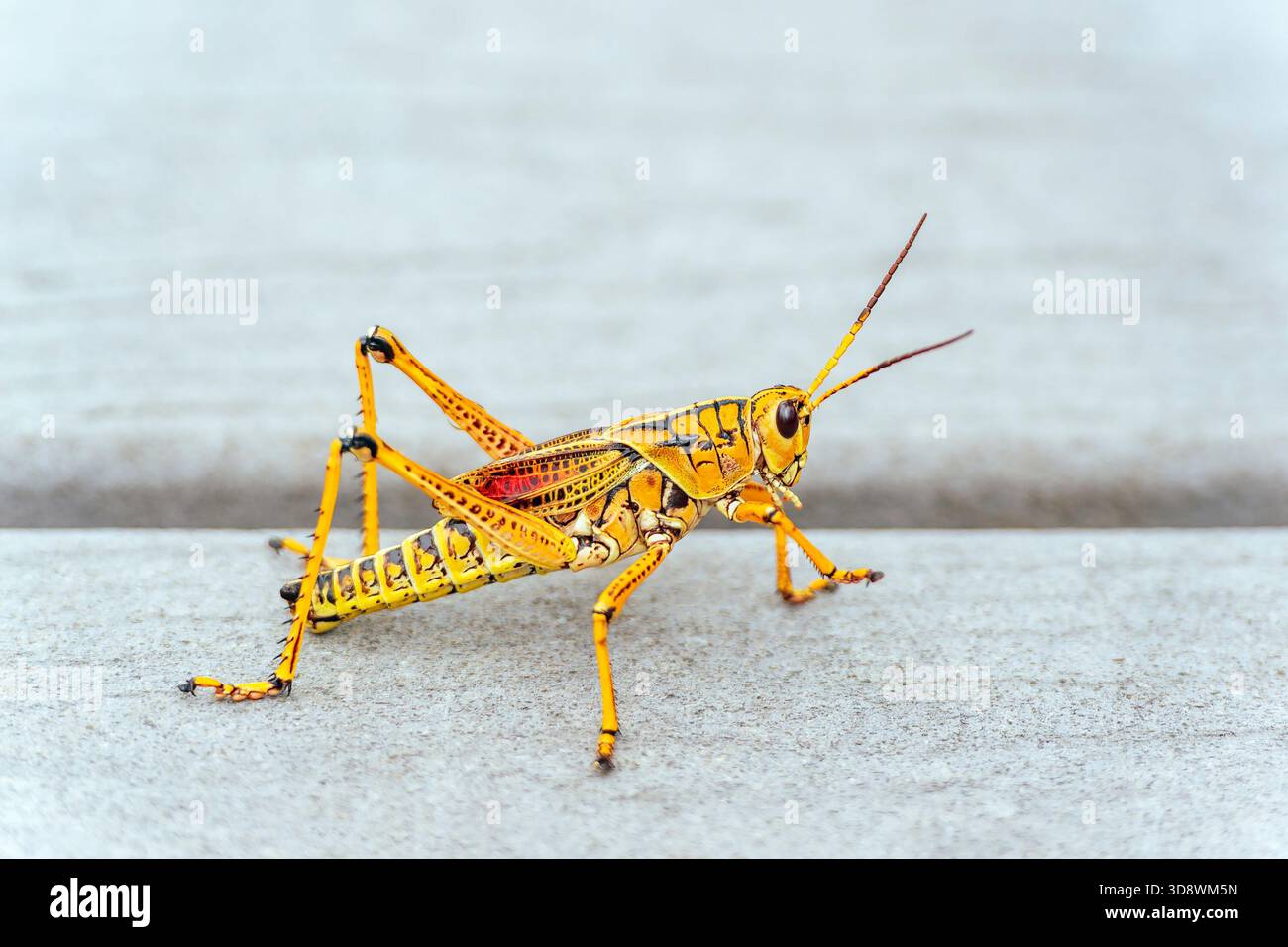 Cavalletta del lubber orientale o cavalletta del lubber della Florida (Romalea microptera) sul sentiero di Anhinga. Parco nazionale delle Everglades. Florida. STATI UNITI Foto Stock