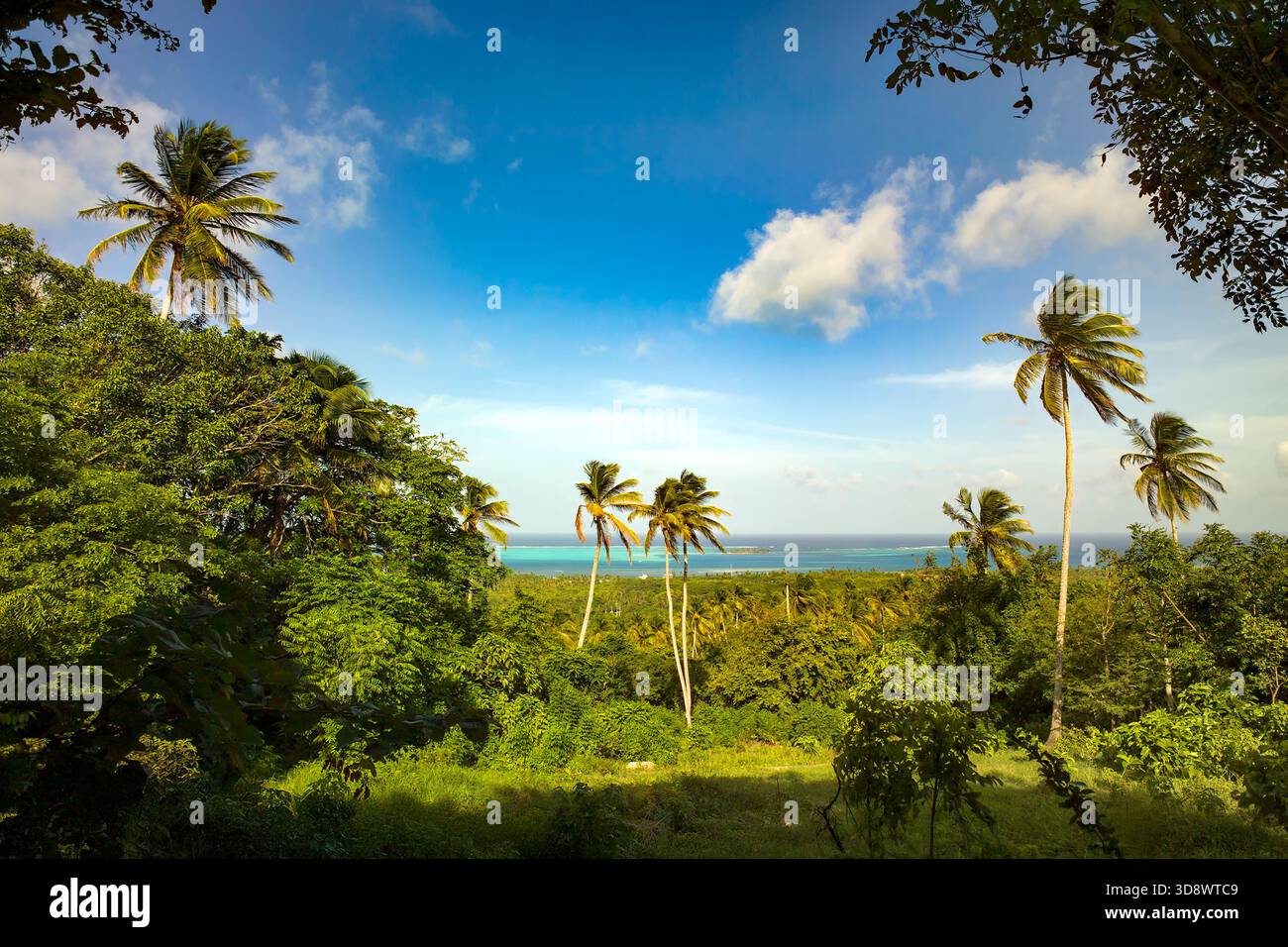 Un paradiso tropicale perfetto sull'isola di San Andres, caratterizzato da palme e i bellissimi sette colori del mare. Foto Stock