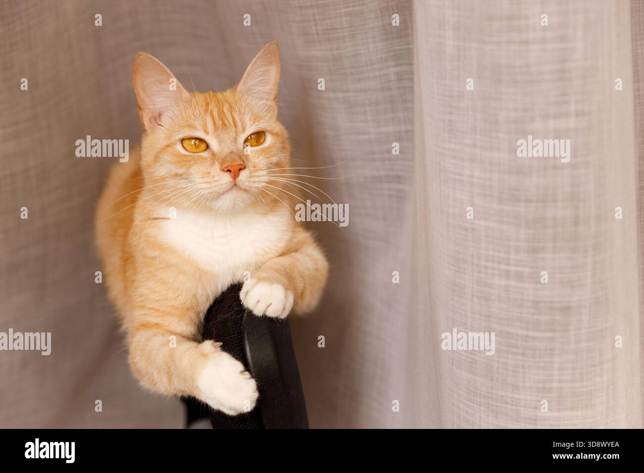 Un ritratto serio di un gatto dello zenzero con un petto bianco seduto sul retro di una sedia nera. Il gatto guarda direttamente nella cornice, la sua posa e lo sguardo Foto Stock