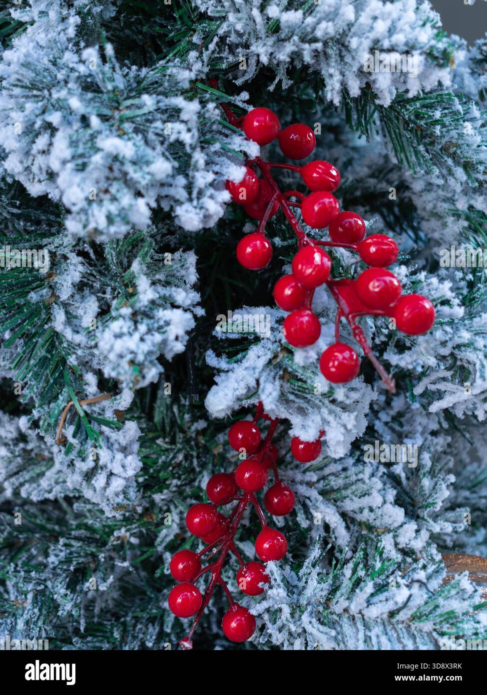 Uno scatto natalizio che cattura rami sempreverdi smerigliati spolverati di neve, in netto contrasto con le vivaci bacche rosse di agrifoglio. Ideale per l'inverno, Foto Stock