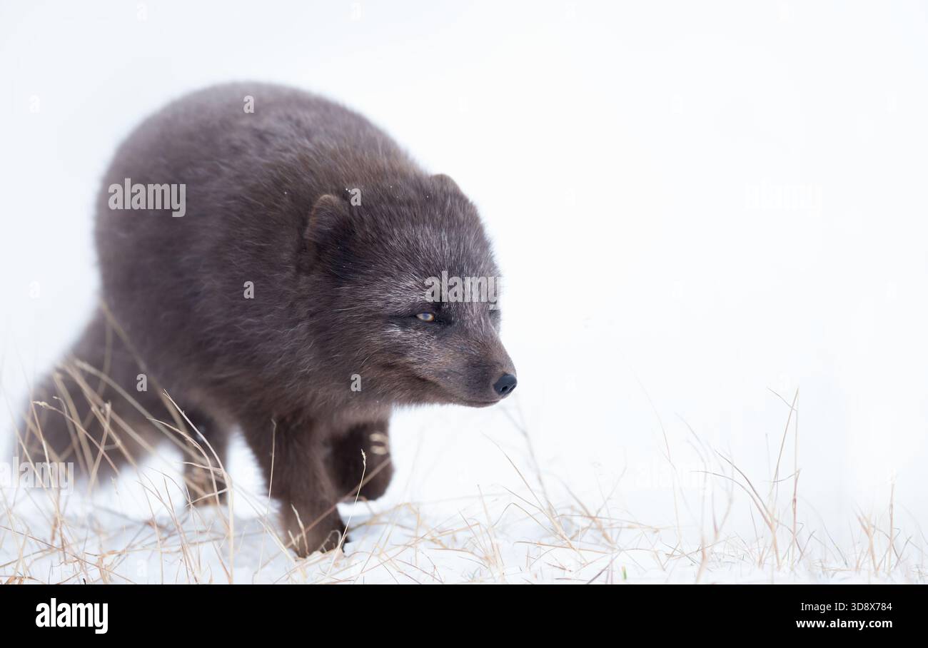 Il ritratto di una volpe artica blu (Vulpes lagopus) con uno spesso cappotto invernale marrone scuro cammina attraverso la neve poco profonda e l'erba secca nel remoto Foto Stock