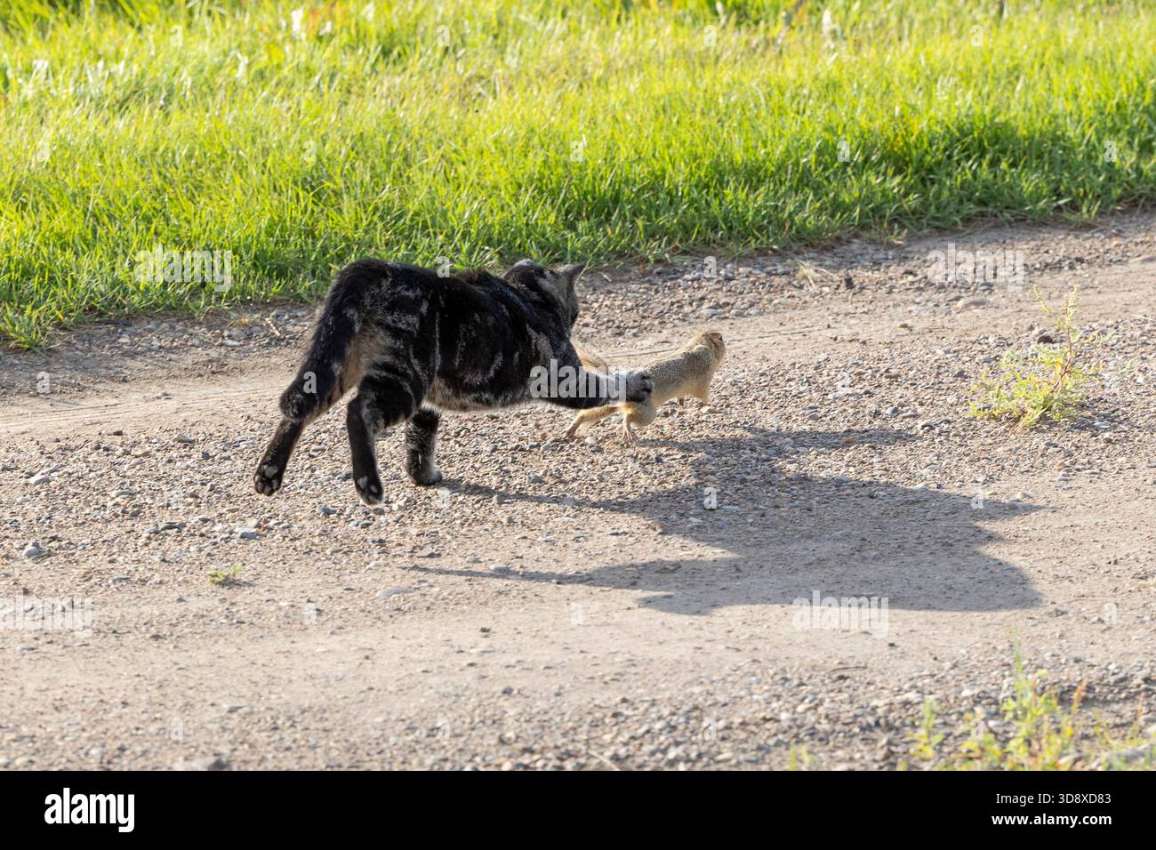 Gatto domestico che insegue un gopher Foto Stock