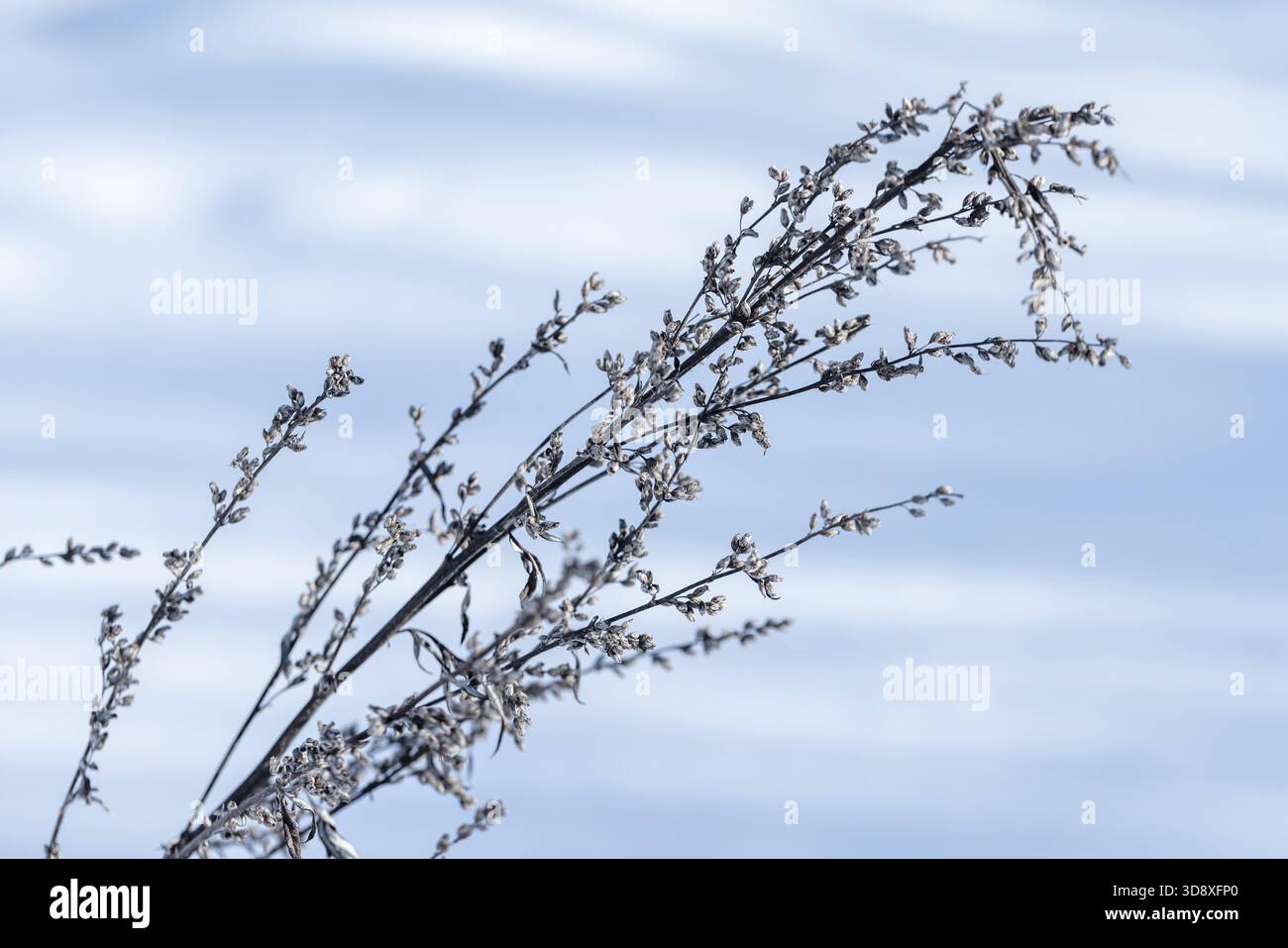I gambi di piante ghiacciate raggiungono un cielo invernale limpido e blu, catturando delicati cristalli di ghiaccio e un'atmosfera serena e fredda nella fresca luce del mattino. Artemisia i Foto Stock