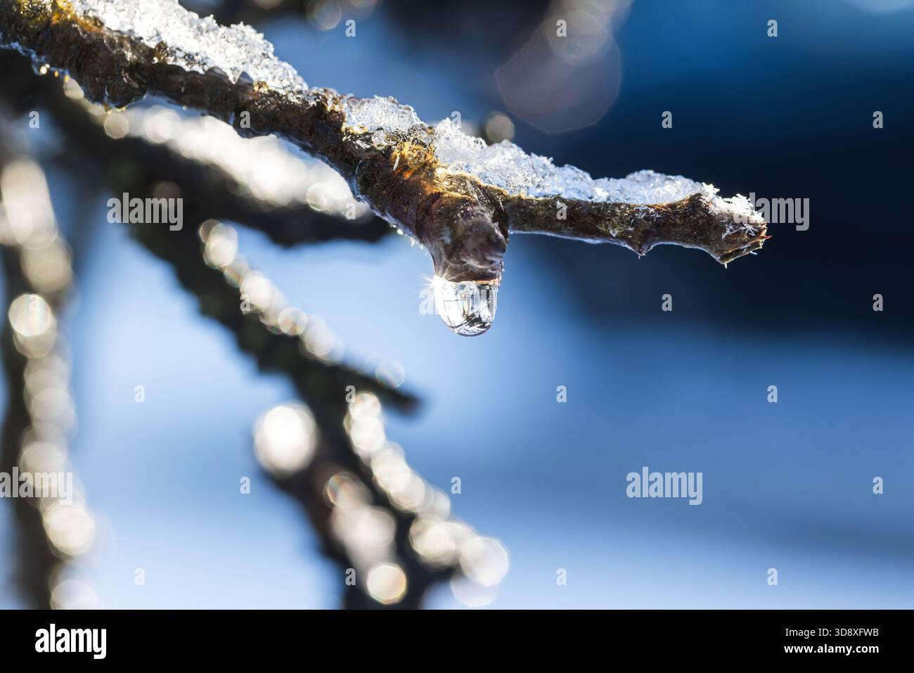 Primo piano di un ramo di albero smerigliato con una goccia di ghiaccio sospesa, catturata in luce soffusa. Un tranquillo momento invernale che mette in risalto ghiaccio, natura e calma Foto Stock