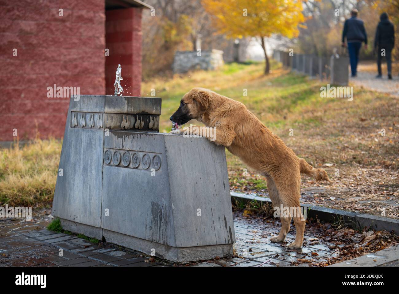 Un cane marrone sta guardando una fontana d'acqua. Il cane è appoggiato sulla fontana e beve acqua Foto Stock