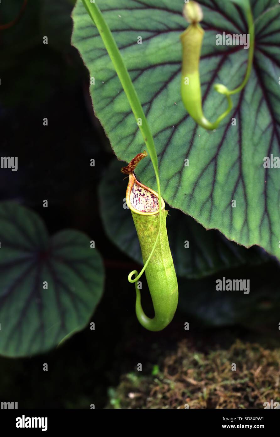 Hooker's Pitcher-Plants, Tropical Pitcher Plants o Monkey Cups, a Carnivorous Pitcher Plant, Nepenthes x hookeriana, Nepenthaceae. Borneo, Malesia. Foto Stock