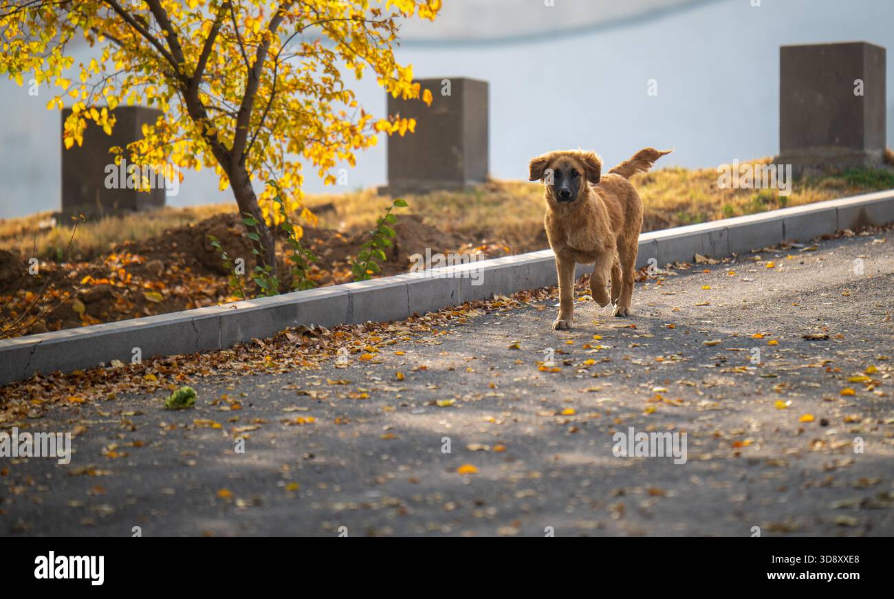 Un cane bruno sta camminando su un marciapiede vicino a un albero. Il cane sta guardando la telecamera Foto Stock