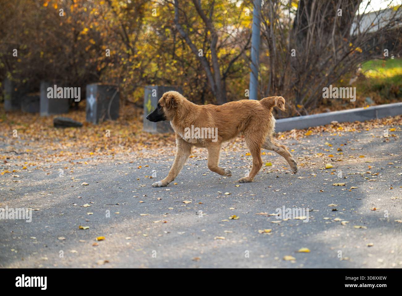 Un cane marrone sta camminando lungo una strada. Il cane è al guinzaglio e cammina sul marciapiede Foto Stock
