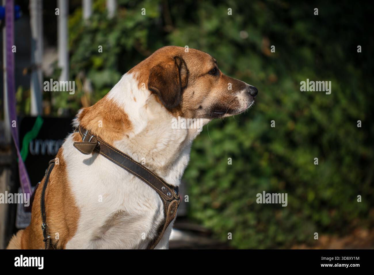 Un cane bianco e marrone indossa un'imbracatura e guarda la fotocamera. Il cane è in piedi in un'area verde con cespugli e alberi Foto Stock