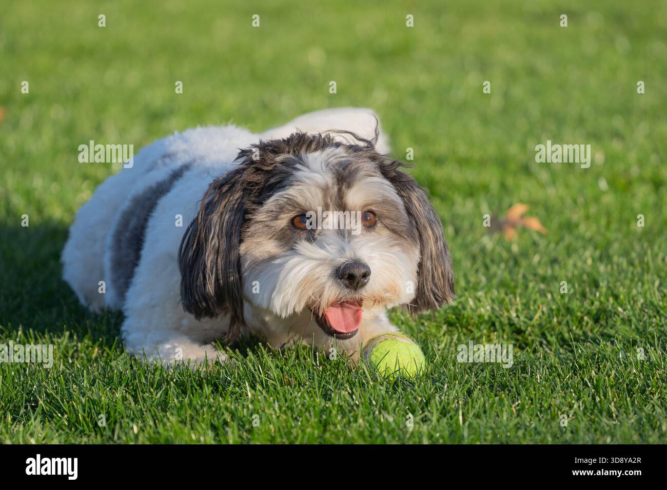 Piccolo cucciolo Havanese bianco e nero con una palla da tennis gialla. Foto Stock