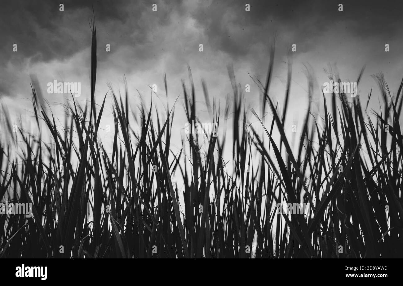 Preludio alla tempesta Foto Stock