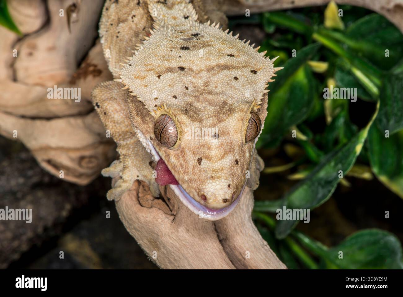 St. Paul, Minnesota. Colpo di testa ravvicinato di un Eyelash Crested Gecko; Rhacodactylus ciliatus che attacca il tounge. La specie è stata riclassificata Foto Stock