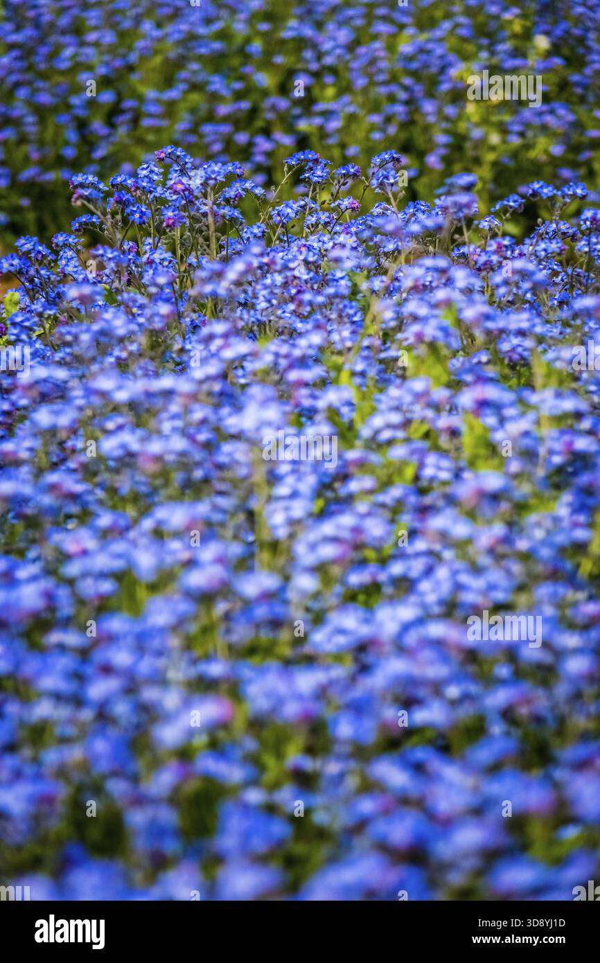 Dimenticare blu-me-poveri fiori in primavera Foto Stock
