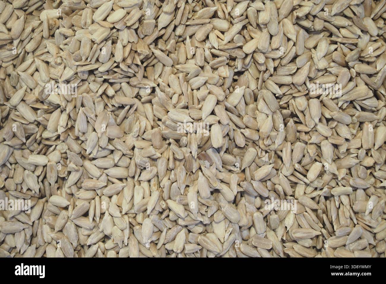 Semi di girasole disposti per l'essiccazione in una zona soleggiata Foto Stock