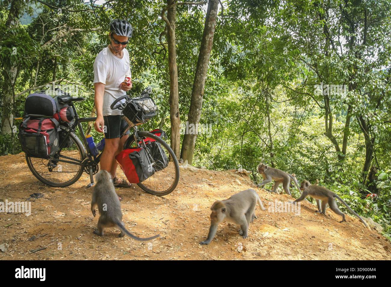 Ciclista maschio ad alimentare il gruppo di scimmie durante un ciclo touring viaggio a Bali, in Indonesia Foto Stock