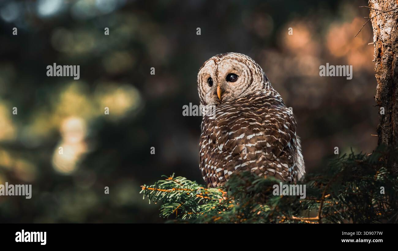Barred Owl riposa nella foresta in attesa della sua prossima caccia. Foto Stock