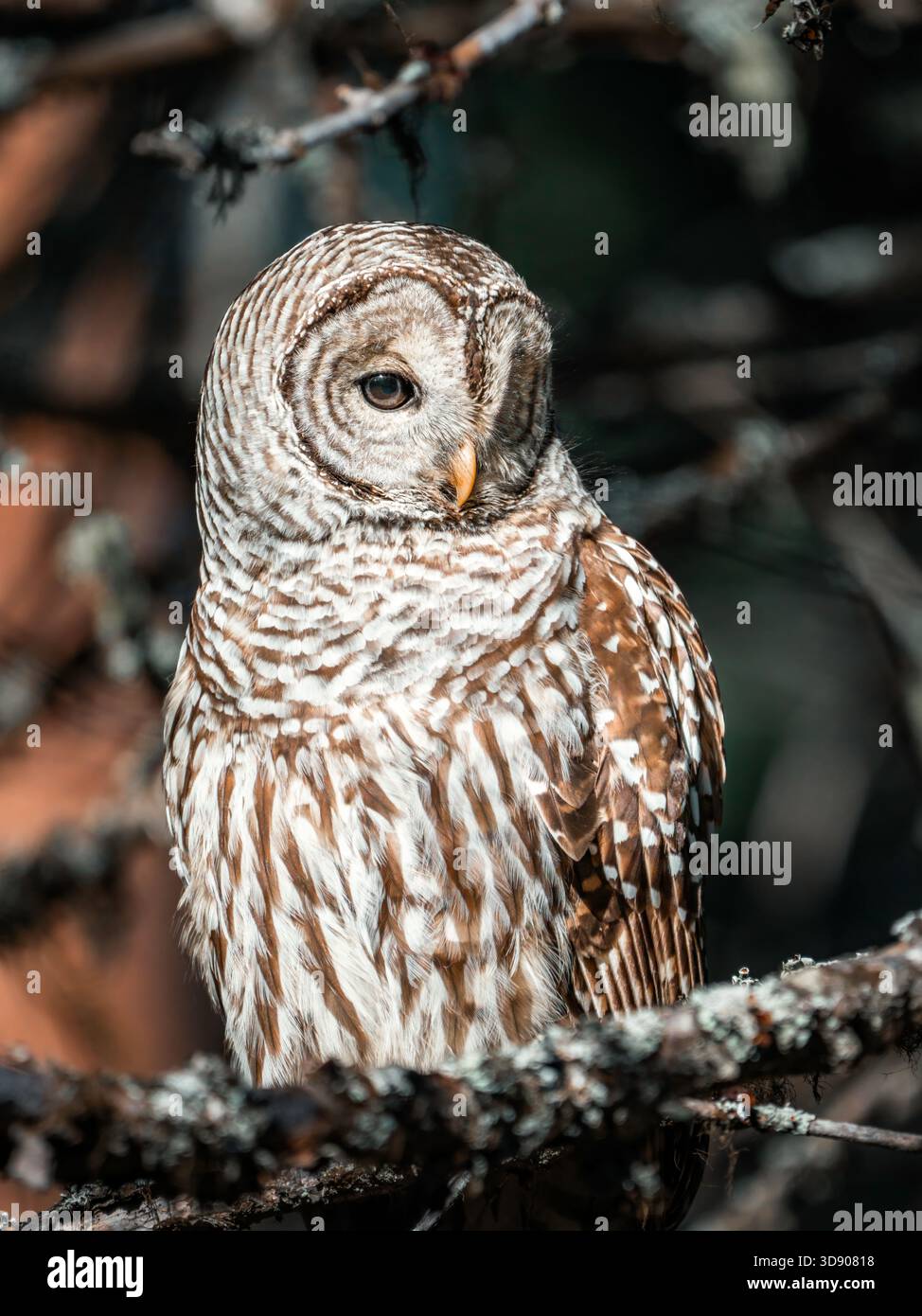 Gufo barrato appollaiato su un ramo in una foresta ammuffita all'alba. Foto Stock