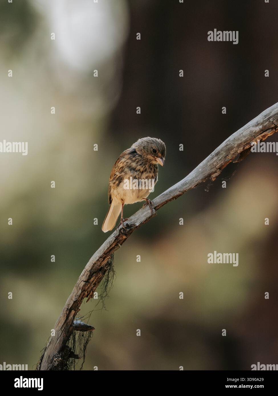 Passero solitario appollaiato su un ramo della foresta in Oregon. Foto Stock