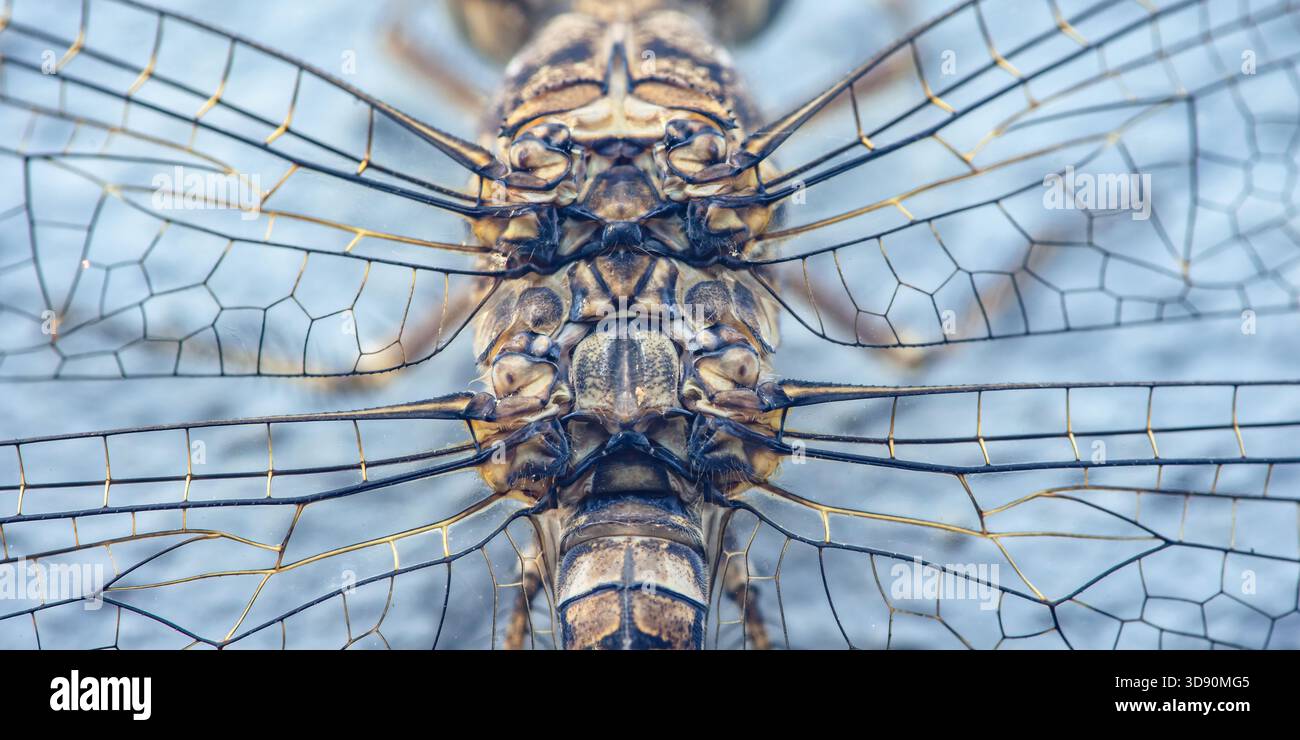 Macro Dragonfly che mostra corpo e delicate ali trasparenti con motivi geometrici con venature intricate e simmetria naturale, dettagli ravvicinati. Fotografia, niente gene Foto Stock