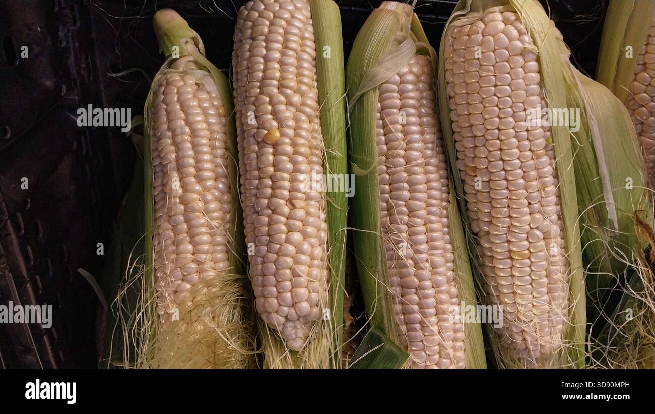 Orecchie di mais crudo sulla pannocchia Foto Stock