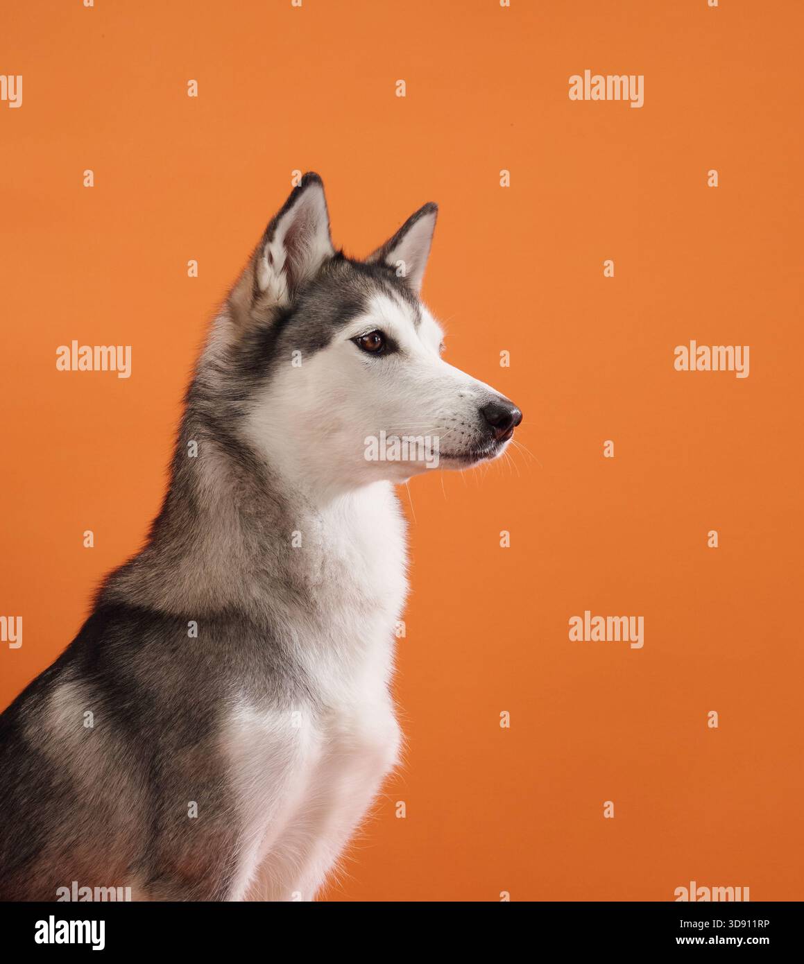 Un Husky siberiano si siede con attenzione, guardando in avanti con curiosità su uno sfondo arancione. La scena cattura le caratteristiche nitide del cane e. Foto Stock