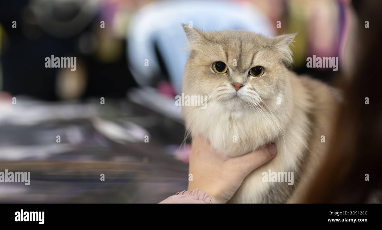 Il gatto Shorthair britannico, calmo e dorato, con pellicce morbide, si trova su uno sfondo sfocato durante uno spettacolo di gatti, mostrando le sue caratteristiche eleganti e serene Foto Stock