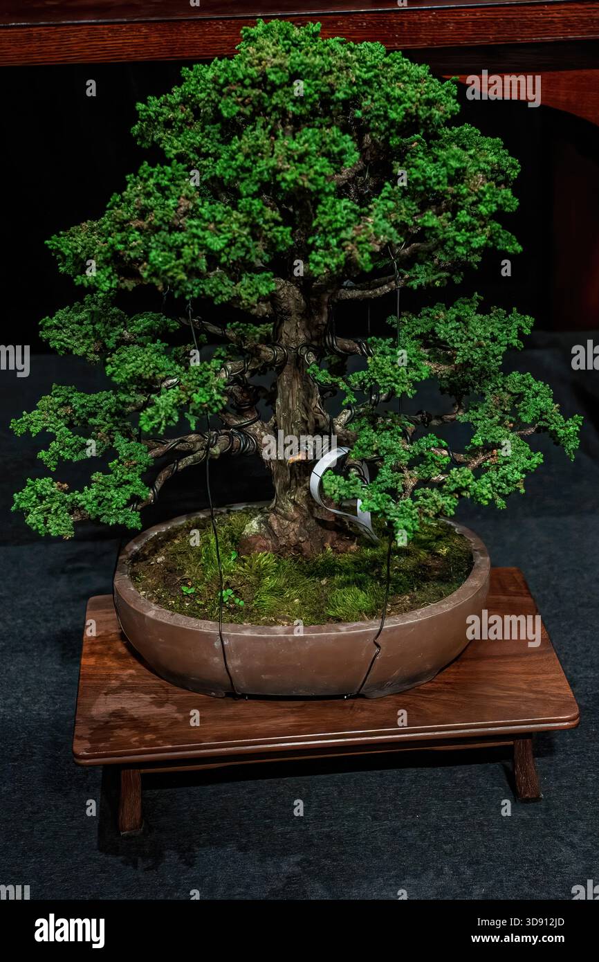 Un albero di bonsai in vaso. Un albero bonsai incredibilmente bello decorato con una figura simile a un salvia o un bunjin su una tribuna di legno. Foto Stock