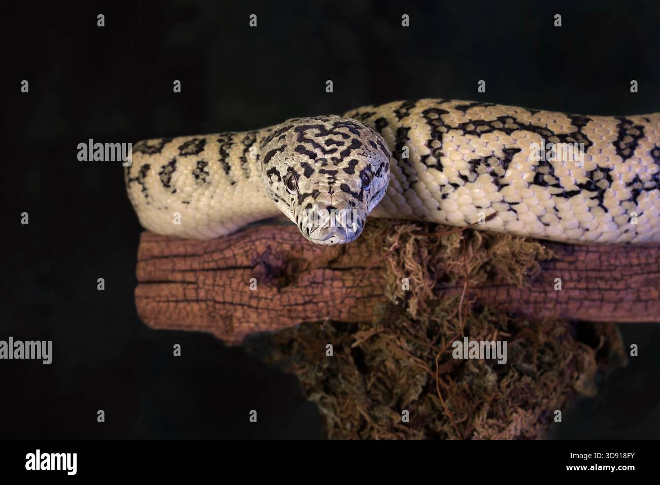 Un ritratto in studio di un pitone di tappeti, Morelia spilota, che guarda direttamente alla fotocamera. Scattata su uno sfondo scuro con spazio per il testo Foto Stock