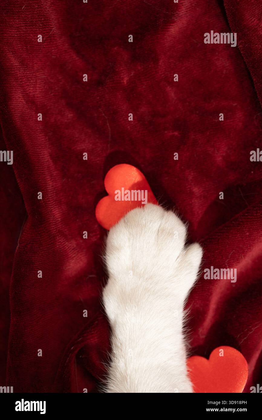 La zampa di un gatto bianco poggia su un panno di velluto rosso intenso, tenendo delicatamente un cuore rosso brillante. Un altro cuore si siede in fondo. Amore e tenerezza per San Valentino. Foto Stock