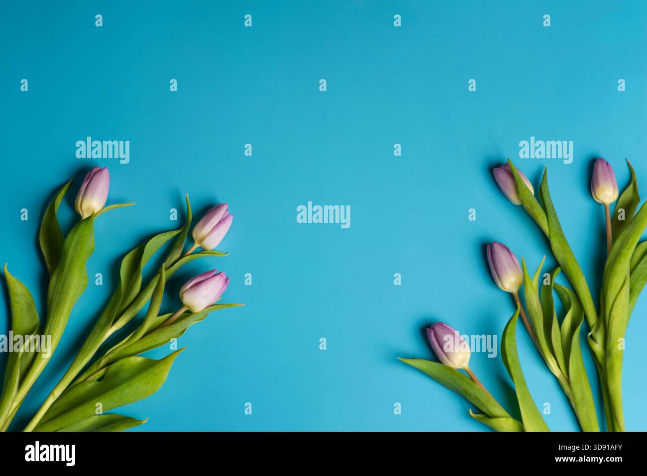 Un'accattivante esposizione di tulipani rosa disposti simmetricamente su un sorprendente sfondo blu, che mette in risalto la bellezza dei forti contrasti in eleme naturale Foto Stock