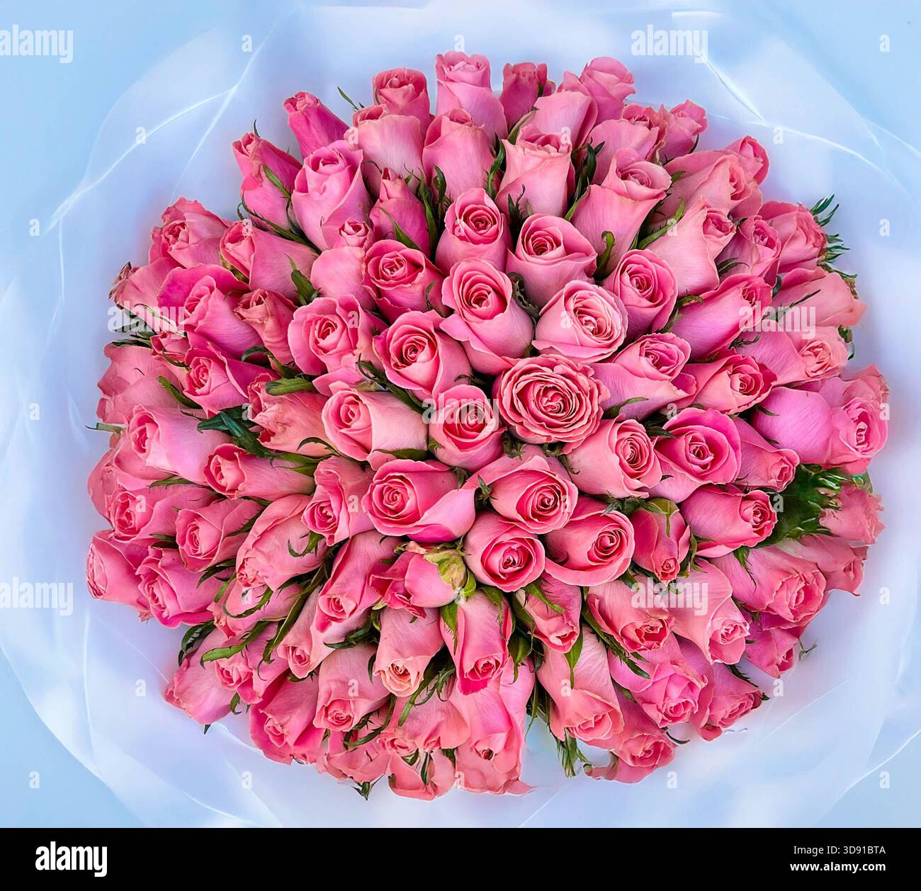 Rose rosa, morbide, dolci e sbalorditive Foto Stock