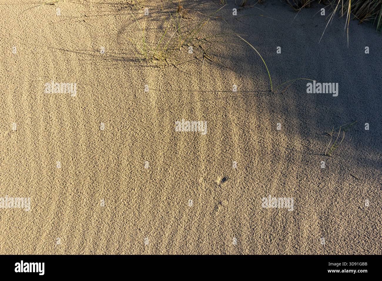 Motivi di sabbia con erba di marram sparsa alla luce calda del sole Foto Stock