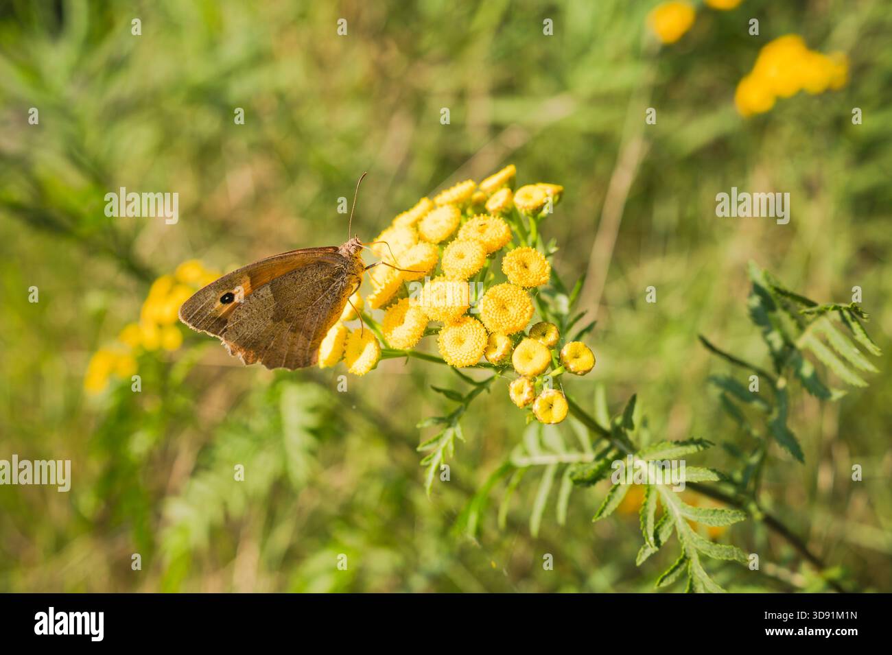 Una farfalla su un fiore Foto Stock
