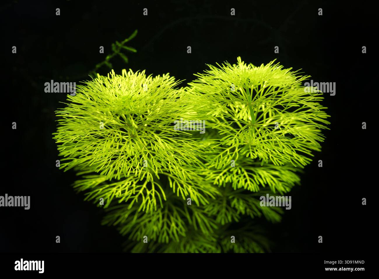 Vibrante pianta chartreuse Cabomba macro con foglie intricate contro foto di acquario nero al chiuso Foto Stock