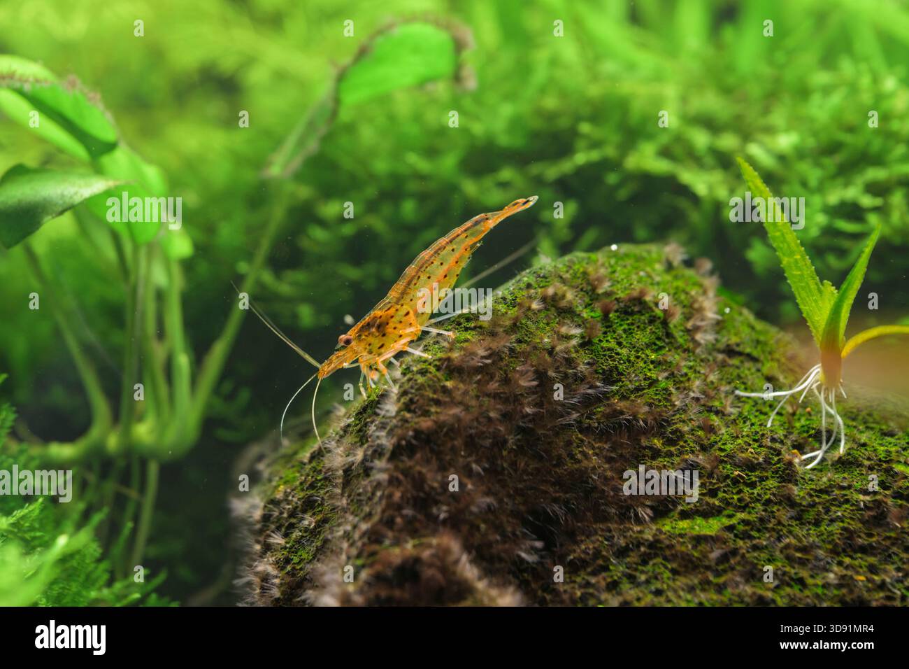 Gamberi ornamentali di acqua dolce, ambra-arancia e rosso, arroccati sul muschio nell'acquario piantato, shot macro acquatico Foto Stock