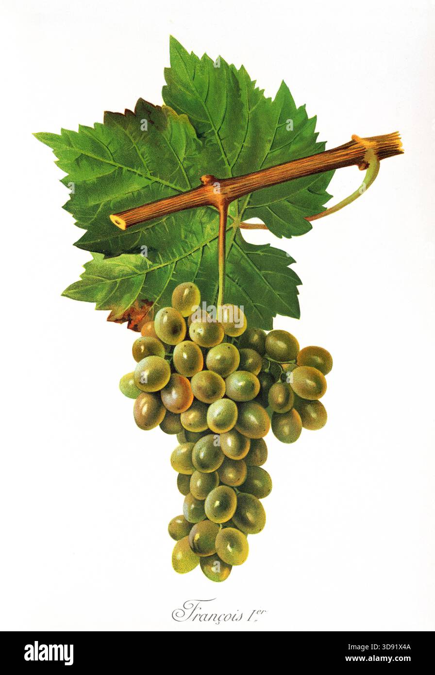 Ampelograhie, Rebsortenkunde, Önologie, Weinbau, Weintraube, Weinrebe, Francois Premier Grape, digital aufgewertete Reproduktion einer Vorlage von Jul Foto Stock