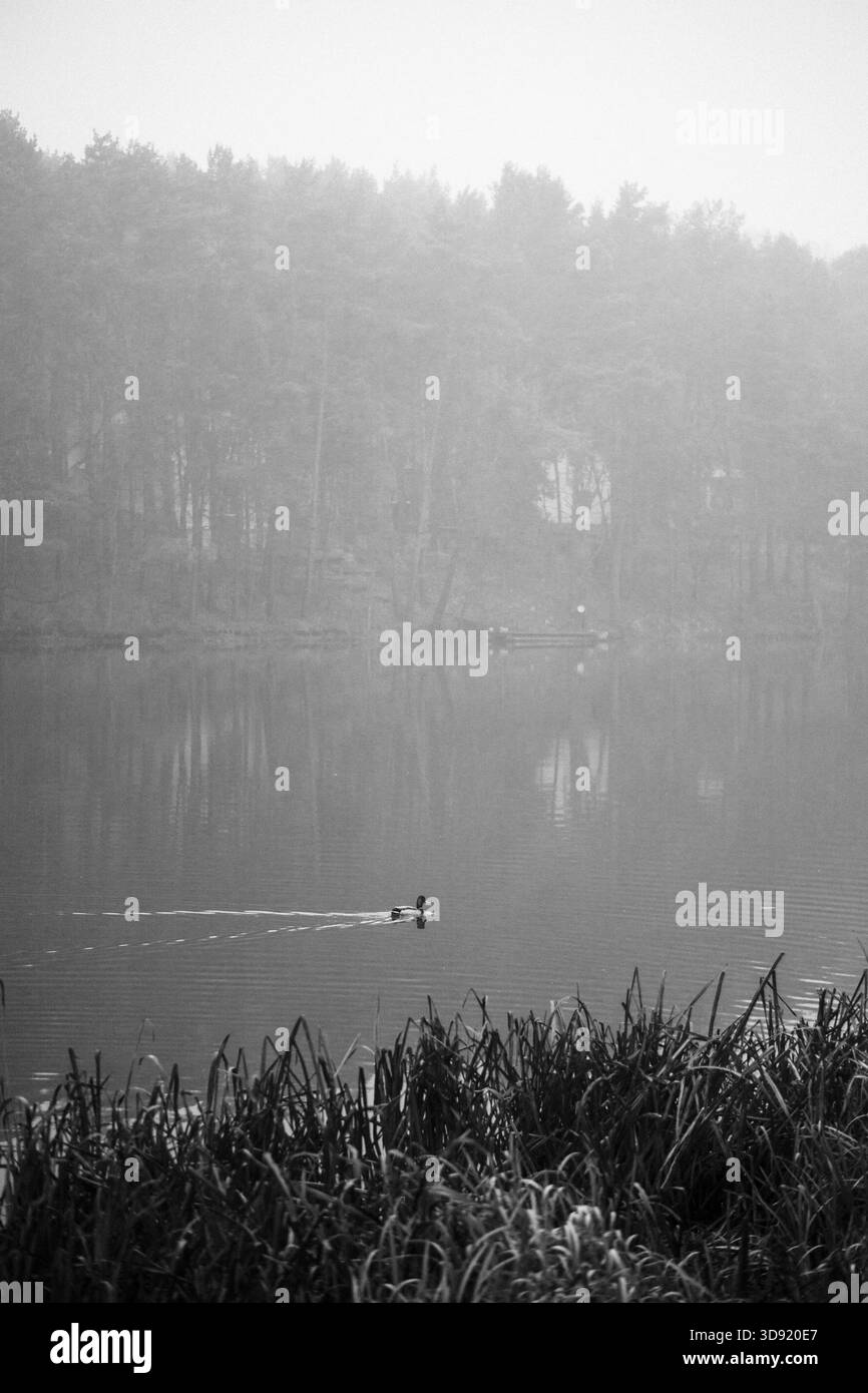 Anatre che nuotano sul fiume, clima nebbioso e freddo Foto Stock