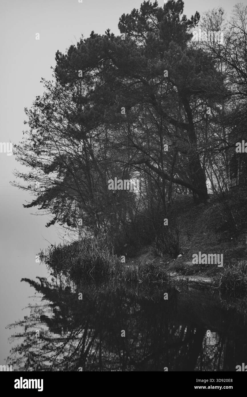 Riva del fiume, nebbia, alberi riflessi nell'acqua Foto Stock