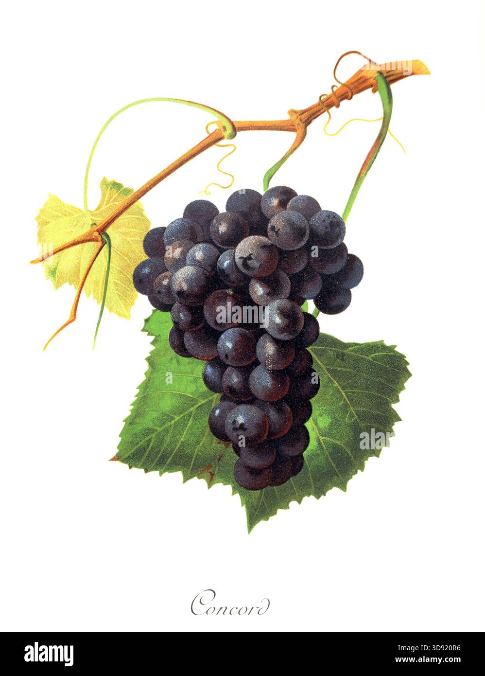 Ampelograhie, Rebsortenkunde, Önologie, Weinbau, Weintraube, Weinrebe, Concord Grape, digital aufgewertete Reproduktion einer Vorlage von Jules Tronca Foto Stock
