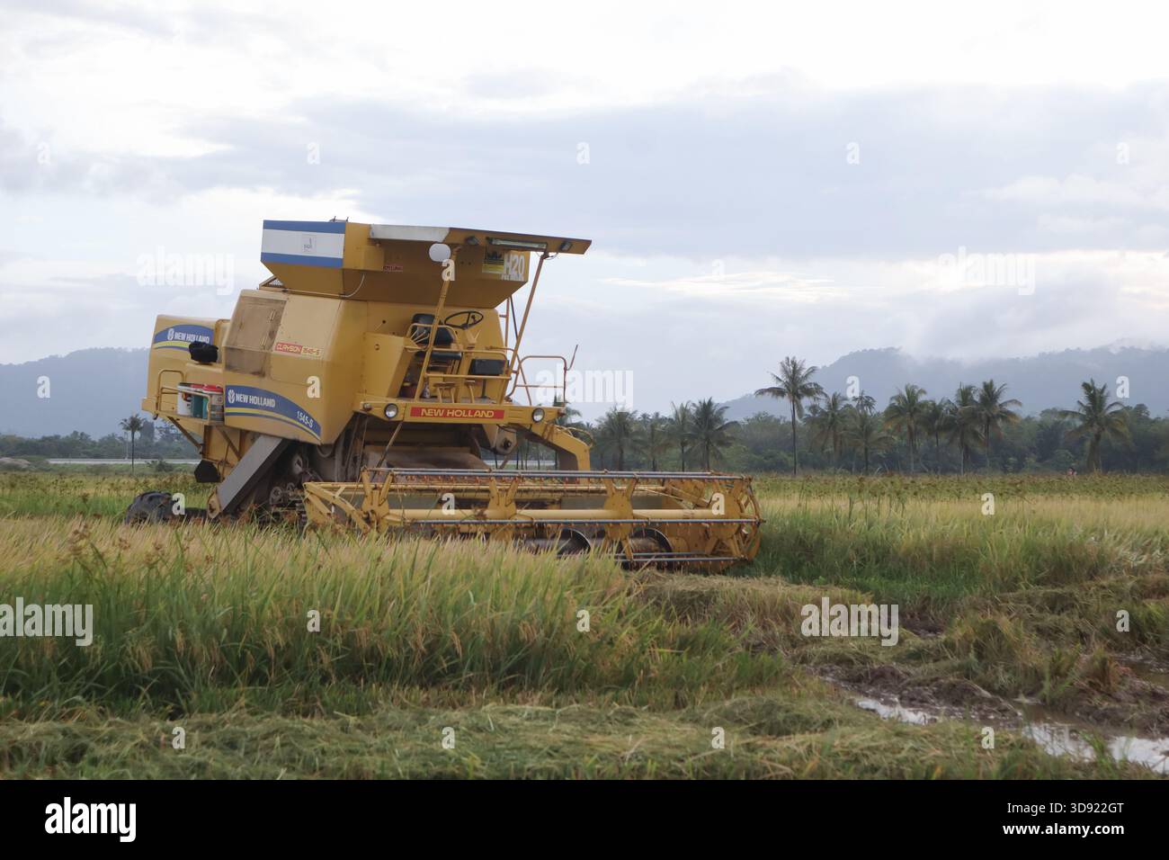 Una mietitrebbia New holland in una risaia bagnata e fangosa in un paese asiatico rurale, sotto un cielo nuvoloso, che raccoglie riso dorato maturo Foto Stock