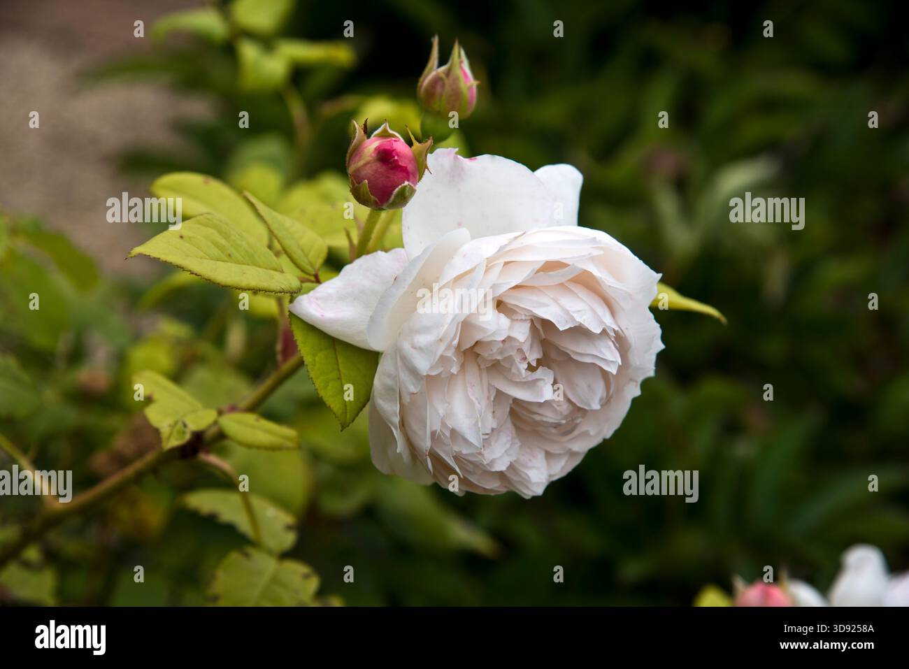 Rose Saint Cecillia Foto Stock